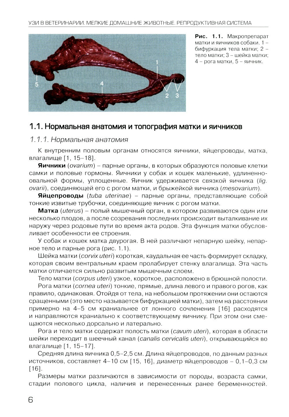 УЗИ в ветеринарии. Мелкие домашние животные. Органы брюшной полости; Репродук...