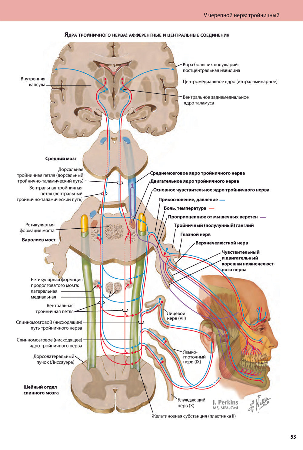 Черепные нервы. 2-е изд