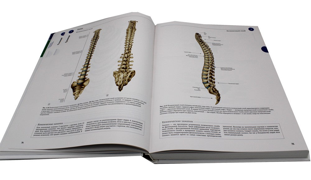 Sobotta. Атлас анатомии человека. В 3 т. Т. 1: Общая анатомия и костно-мышечн...