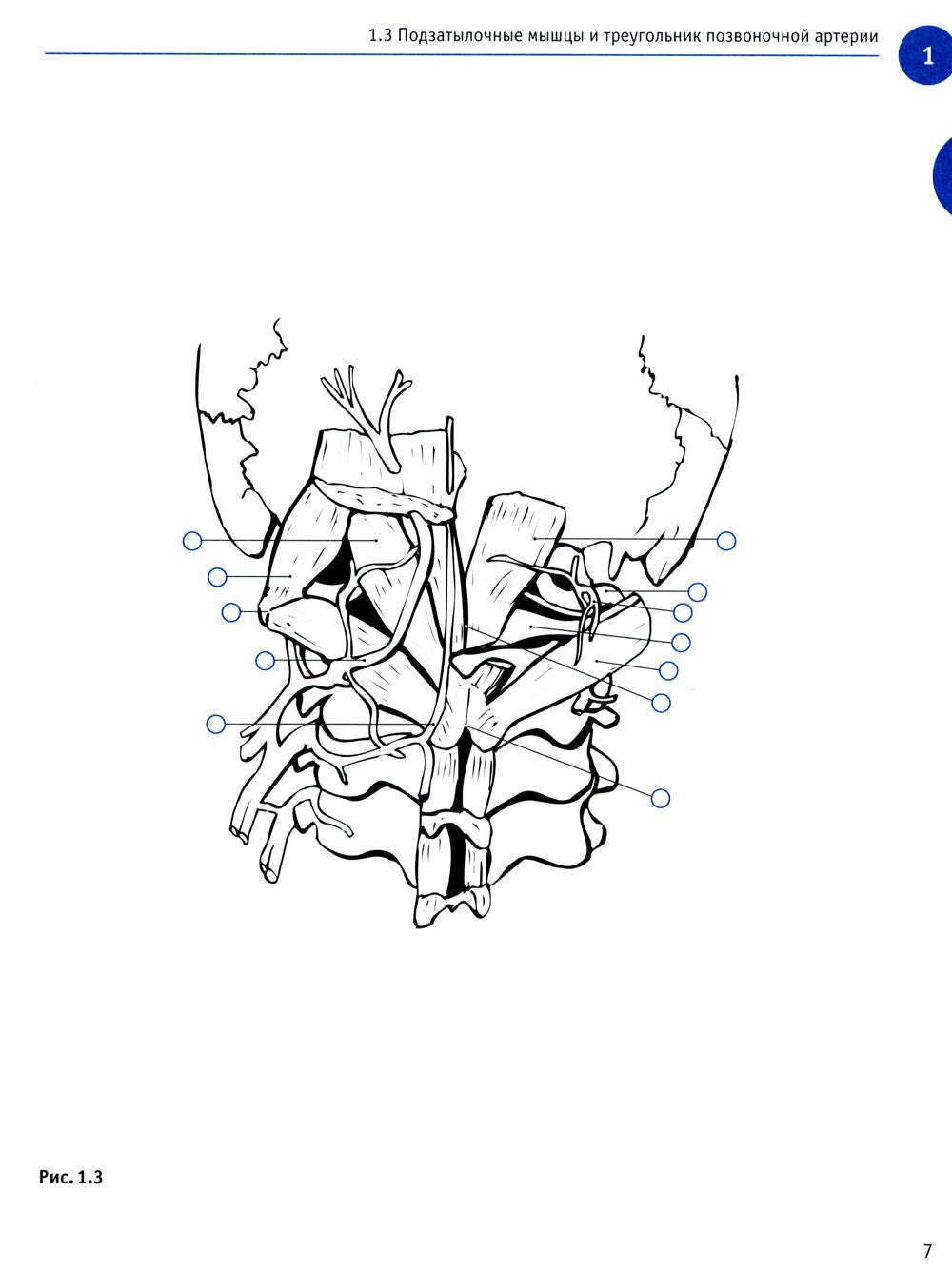 Sobotta. Рабочая тетрадь по анатомии человека