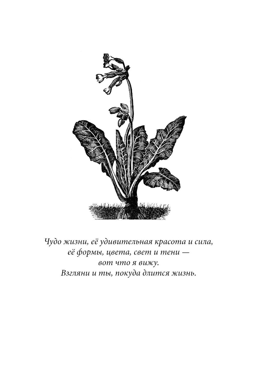 Гномы Боландского леса