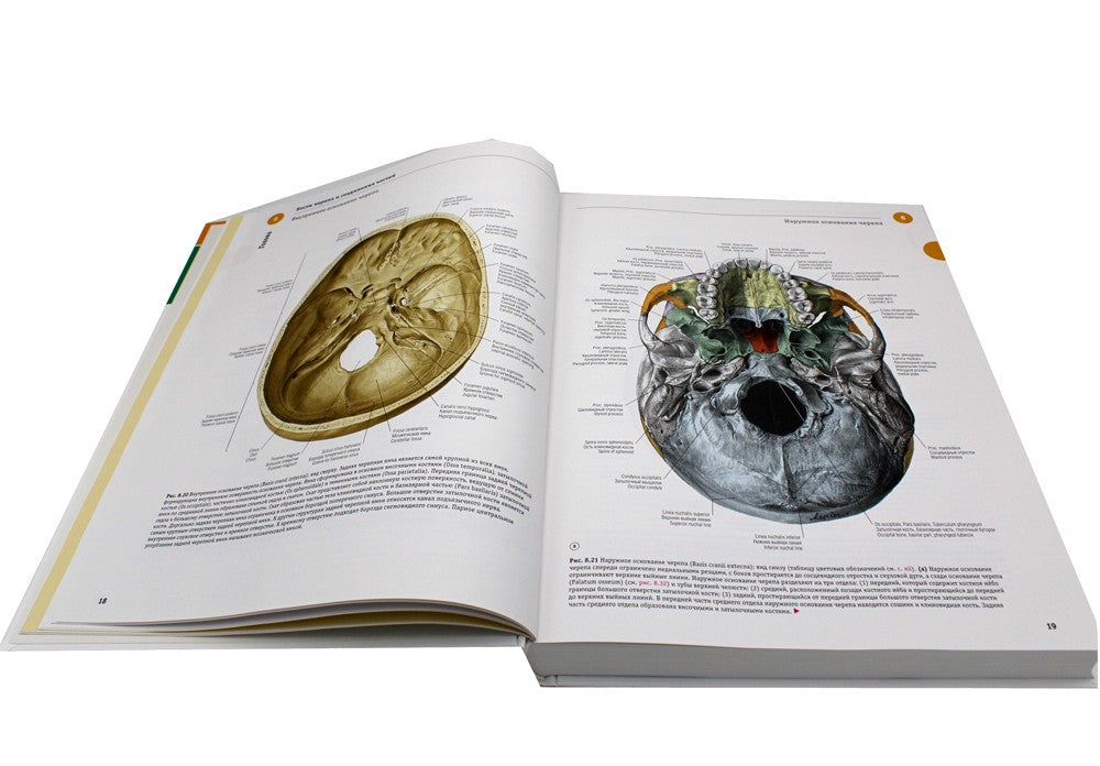 Sobotta. Атлас анатомии человека. В 3 т. Т. 3: Голова, шея и нейроанатомия. 2...