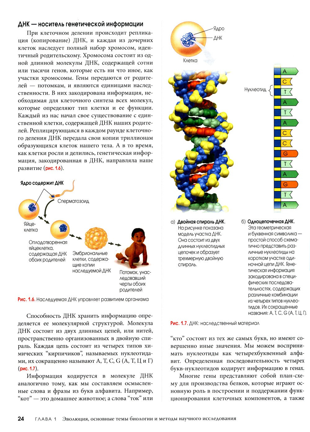 Биология Campbell. В 3 т. Т. 1. Химия жизни. Клетка. Генетика