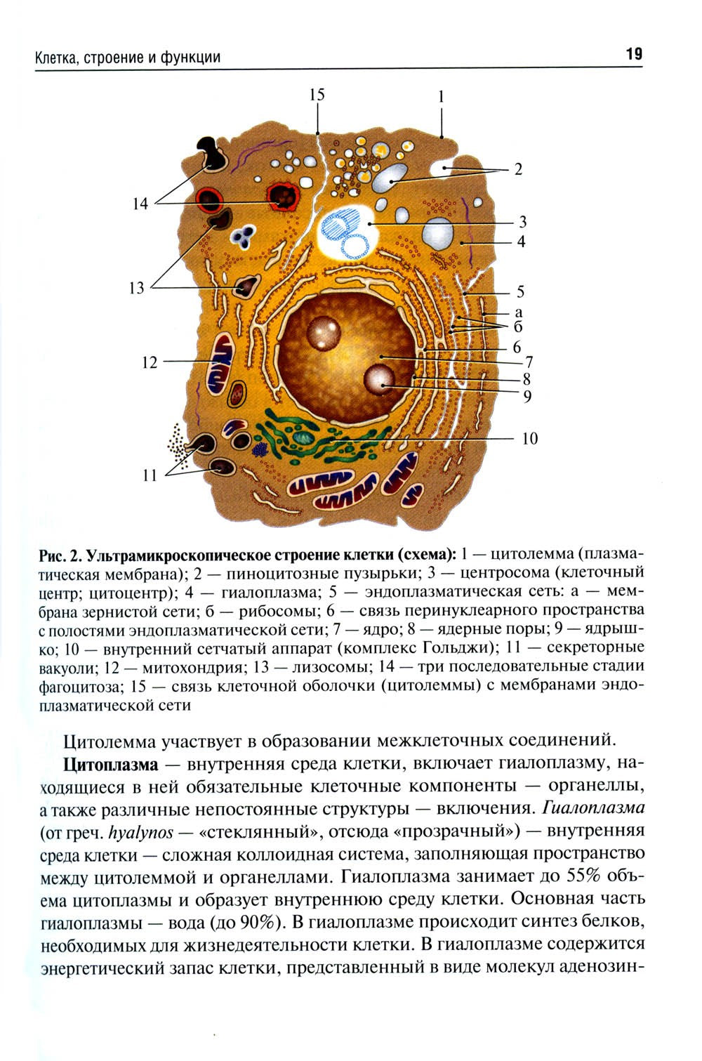 Анатомия человека: Учебник для фармацевтических факультетов
