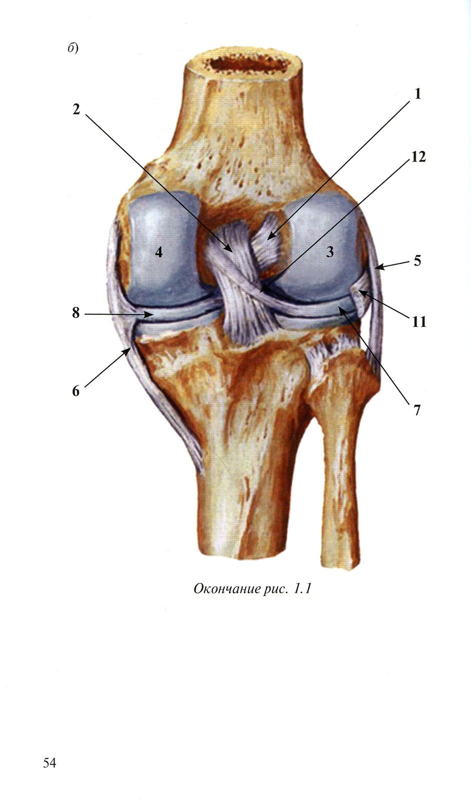 Лучевая диагностика повреждений коленного сустава (Конспект лучевого диагност...
