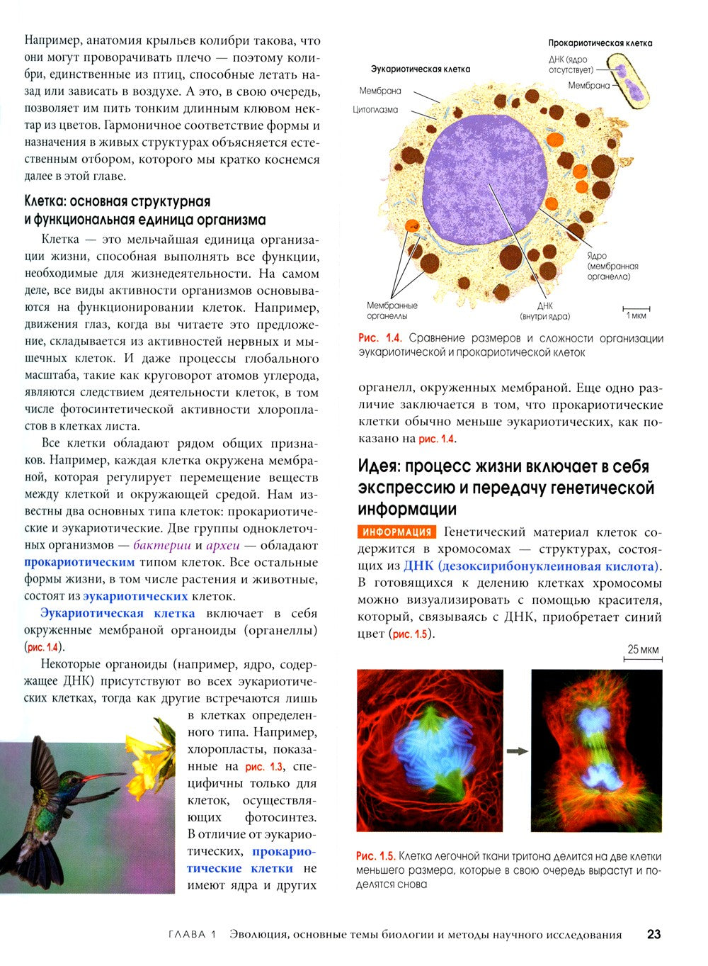 Биология Campbell. В 3 т. Т. 1. Химия жизни. Клетка. Генетика