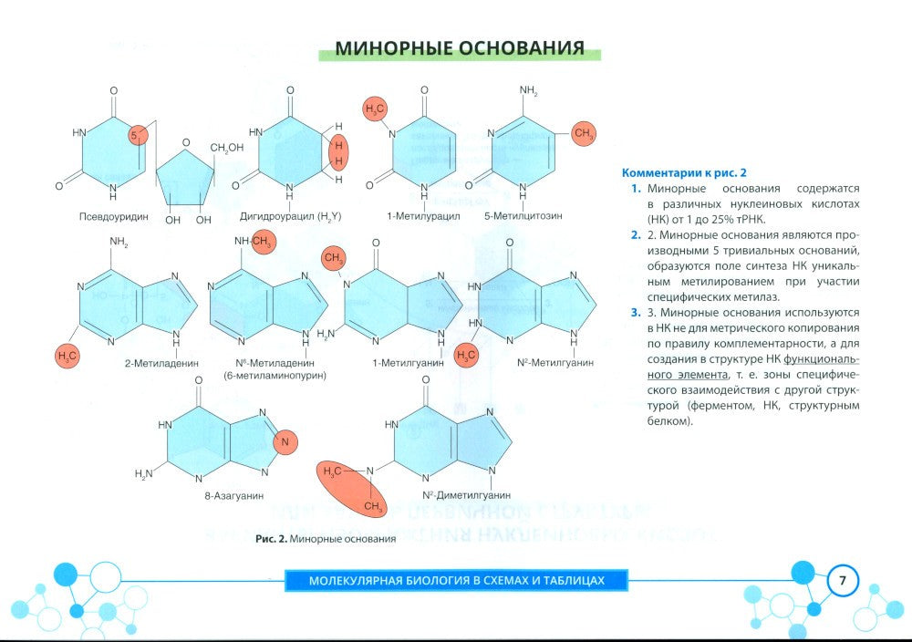 Молекулярная биология в схемах и таблицах