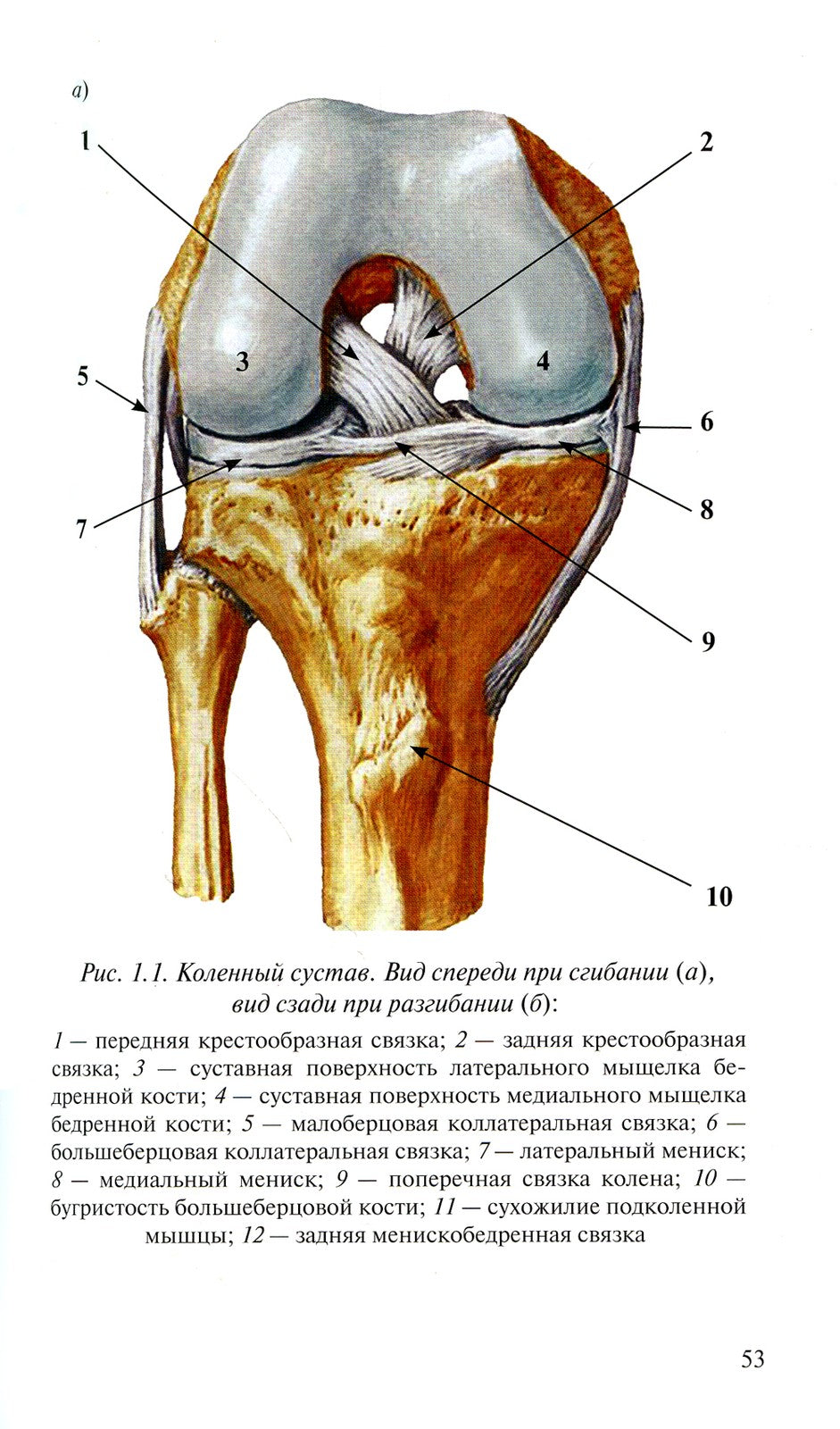 Лучевая диагностика повреждений коленного сустава (Конспект лучевого диагност...