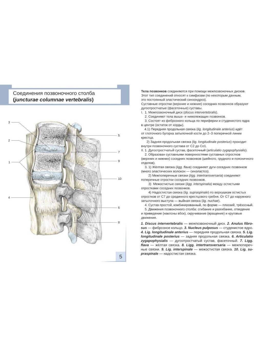 Визуальная анатомия человека. Артросиндесмология: Учебное пособие (карточки 3...
