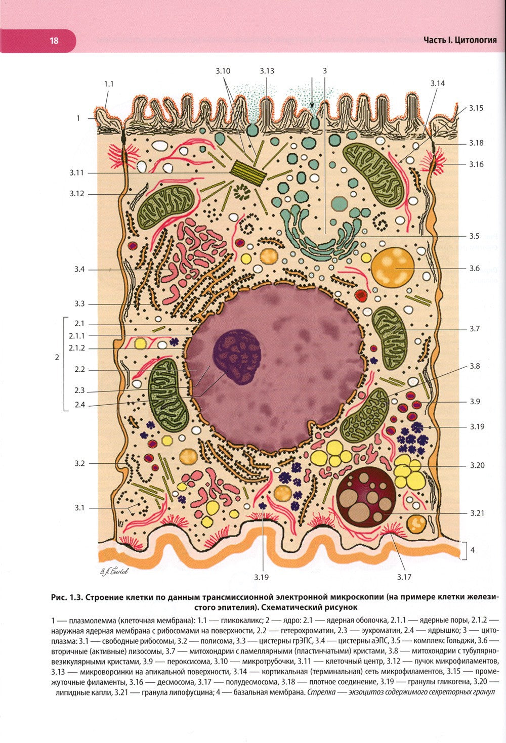 Атлас по гистологии, цитологии и эмбриологии : Учебное пособие