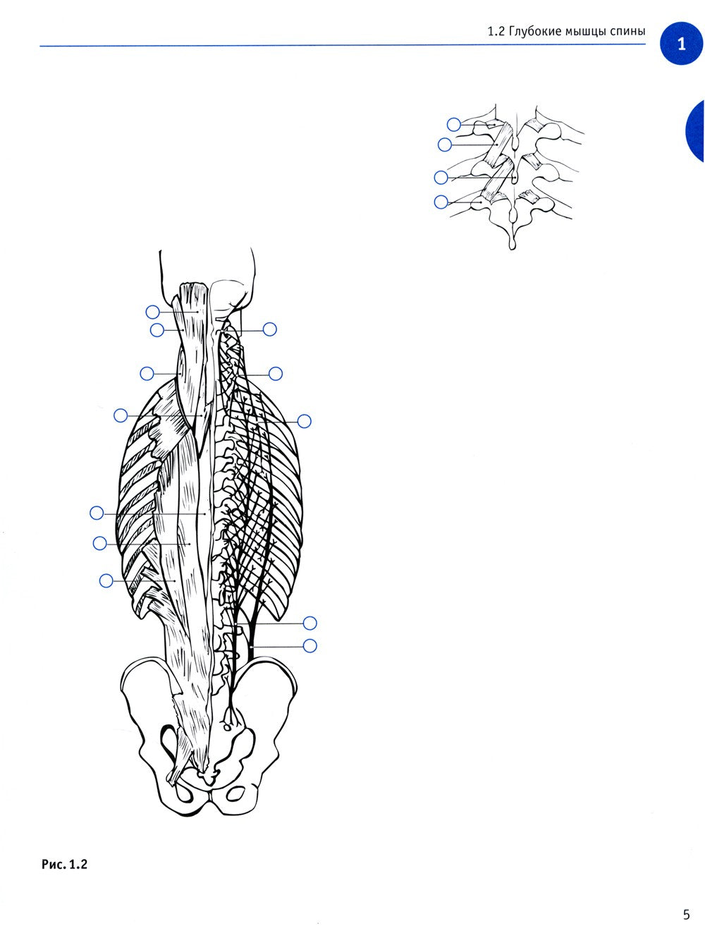 Sobotta. Рабочая тетрадь по анатомии человека