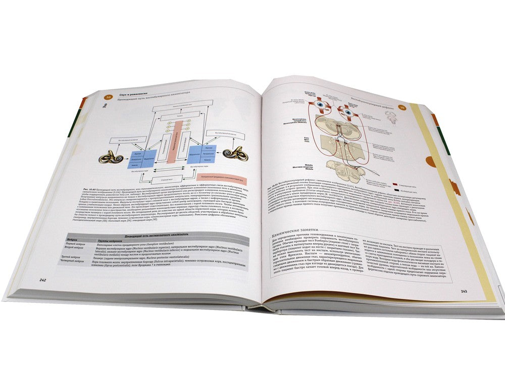 Sobotta. Атлас анатомии человека. В 3 т. Т. 3: Голова, шея и нейроанатомия. 2...