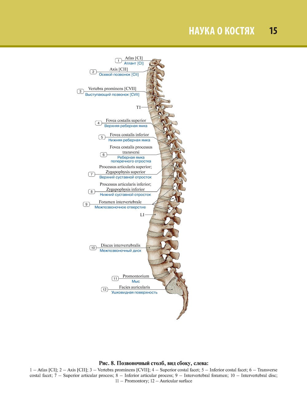 Анатомия человека. Атлас. В 3 т. Т. 1. Остеология, артросиндесмология, миология