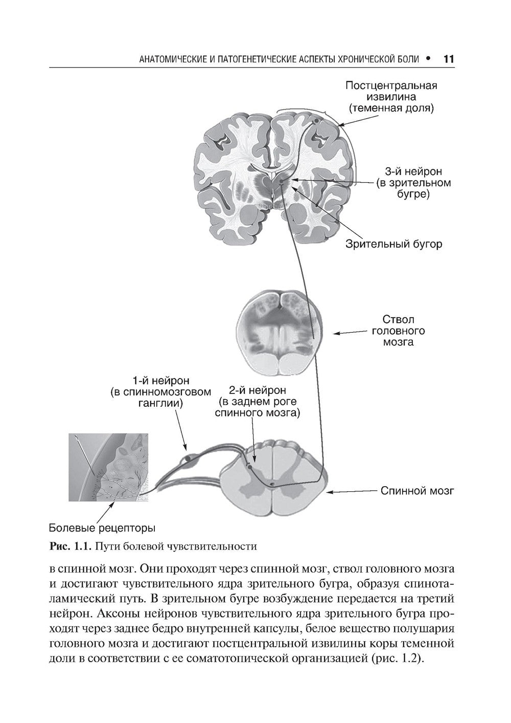 Хроническая боль и ее лечение в неврологии. 2-е изд., перераб. и доп