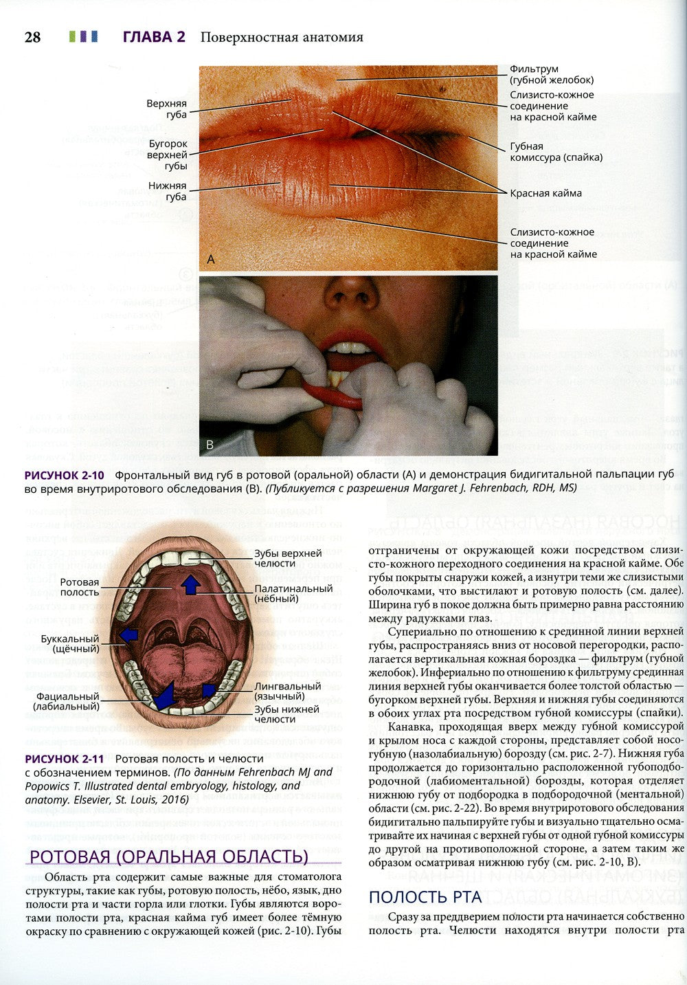 Иллюстрированная анатомия головы и шеи. 5-е изд