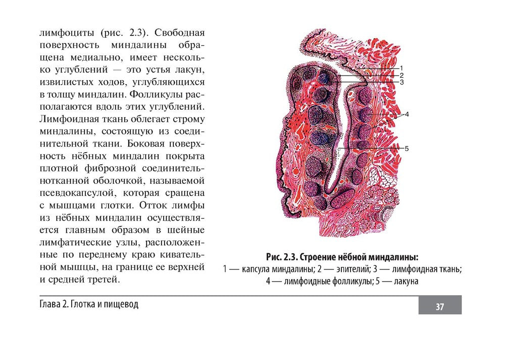 Клинические нормы. Оториноларингология