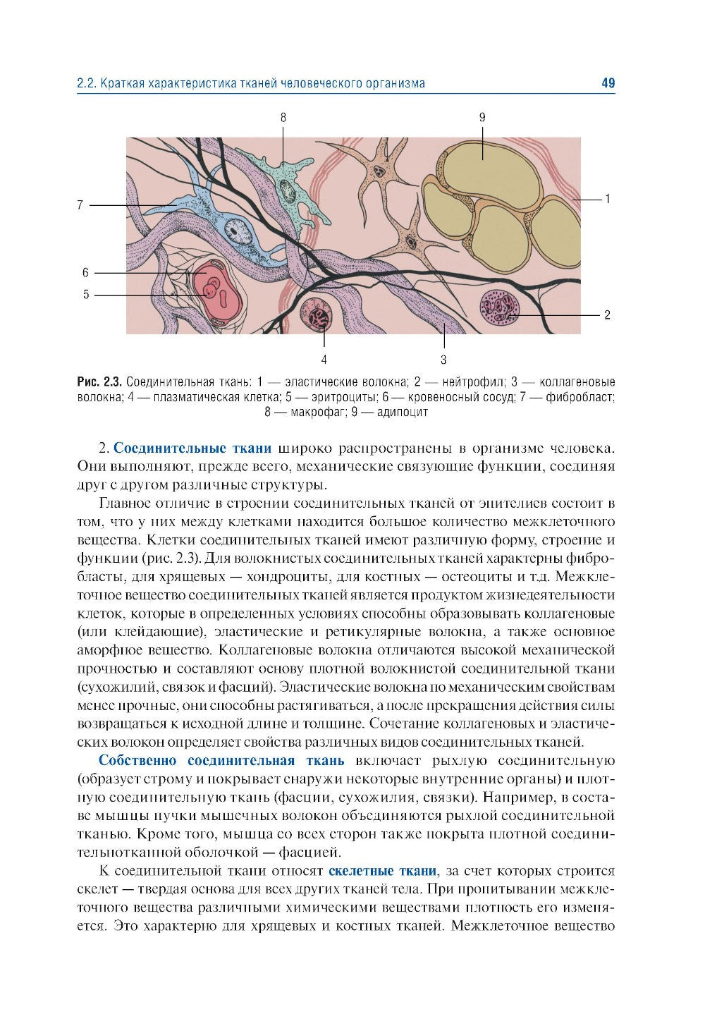 Анатомия человека. В 2 т. Т. 1. Система органов опоры: Учебник. 3-е изд., пер...