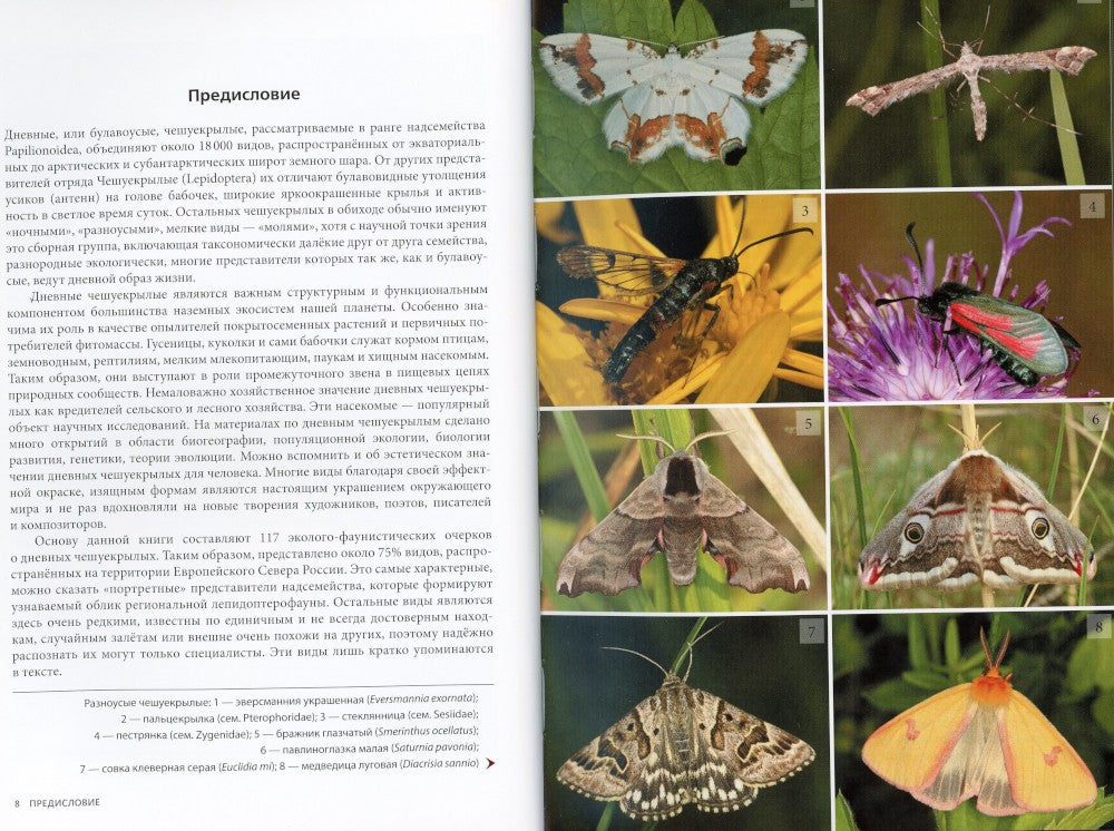 Дневные бабочки Европейского Севера России: Атлас-определитель