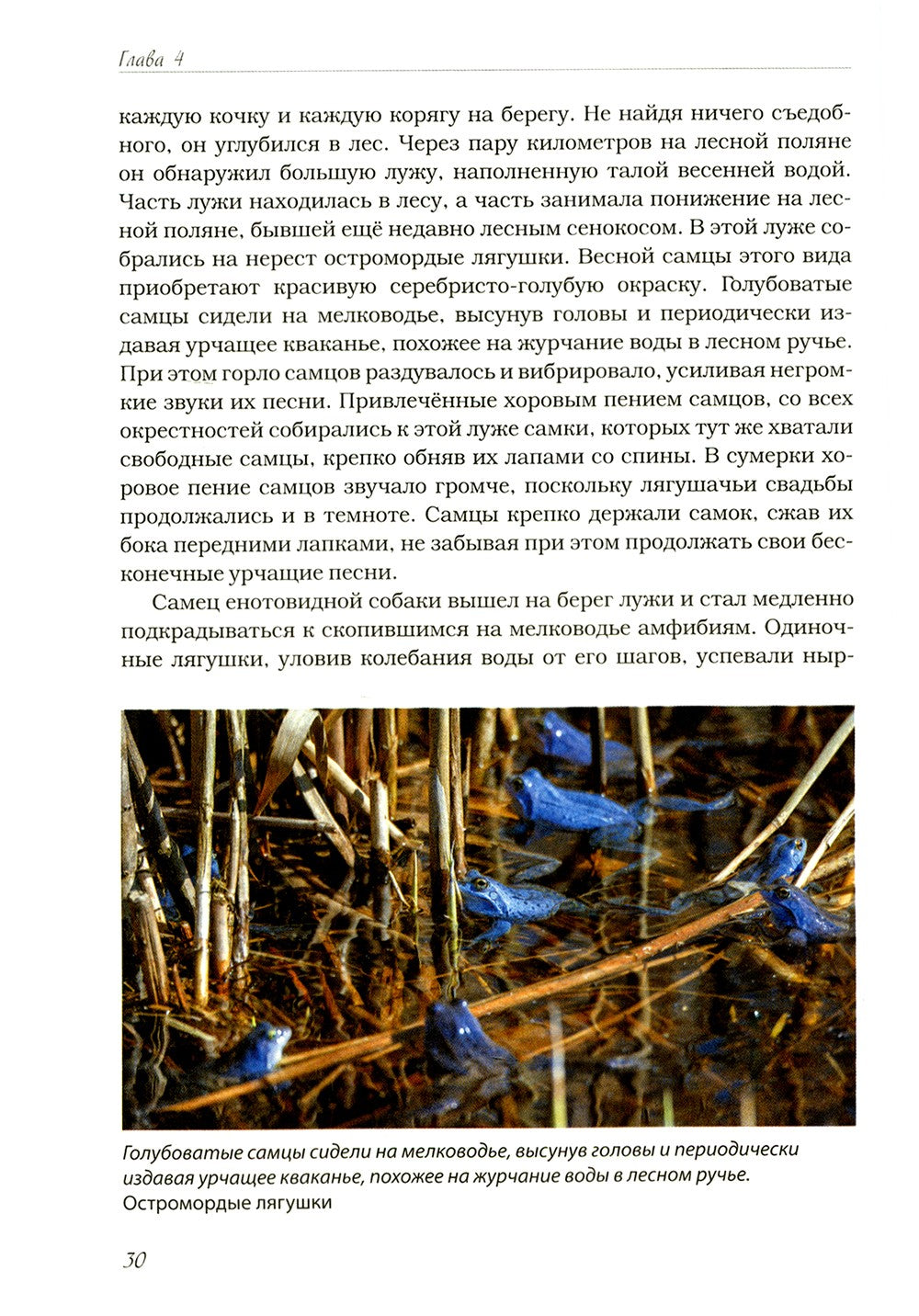 Волчьими тропами. Лесная быль