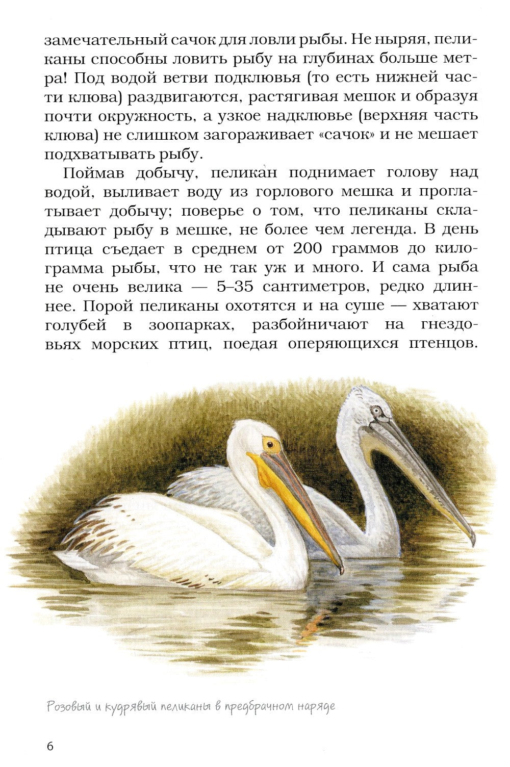 Птицы-рыболовы