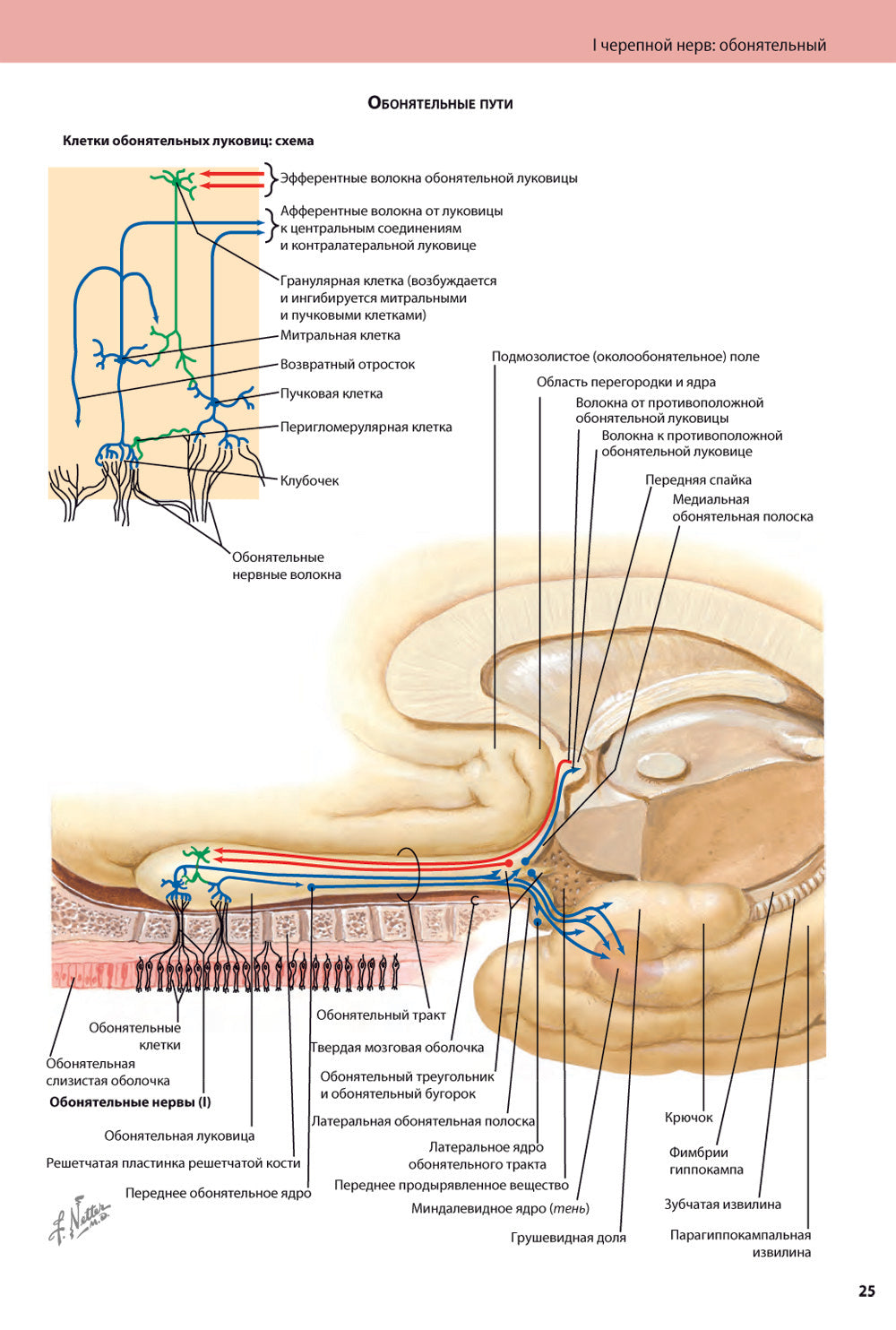 Черепные нервы. 2-е изд