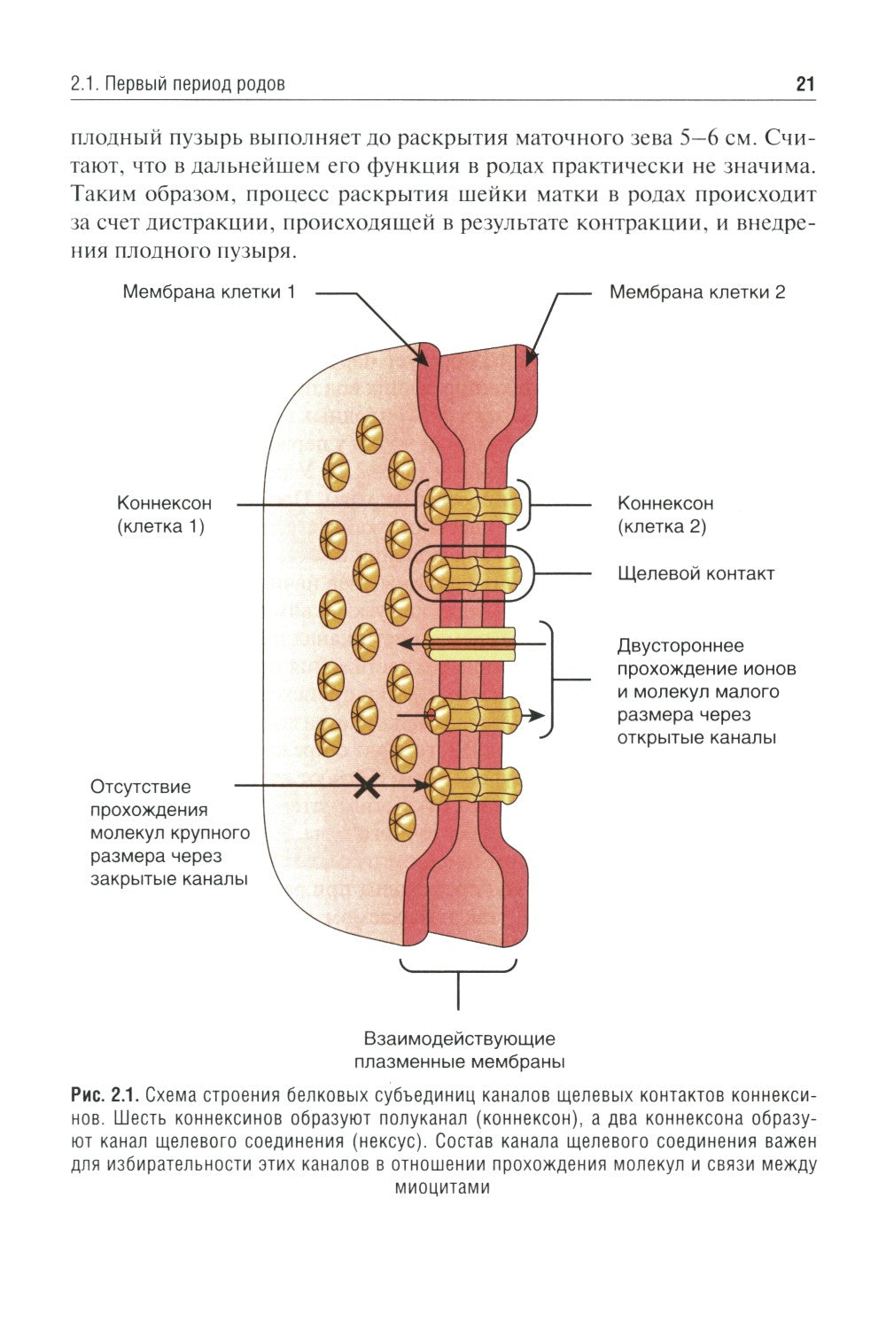 Клиническое течение родов: Учебное пособие