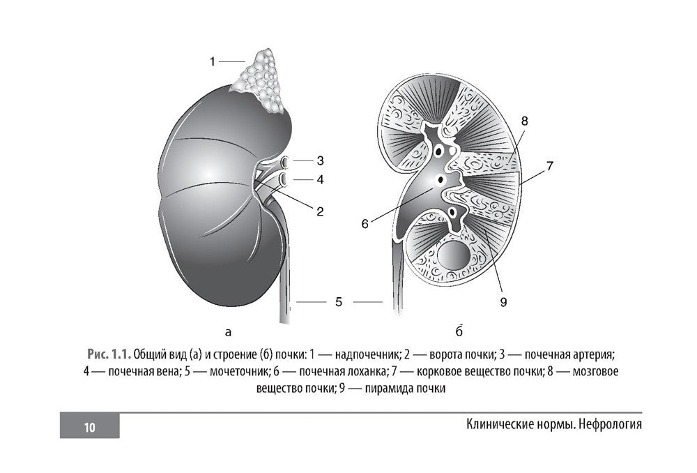 Клинические нормы. Нефрология