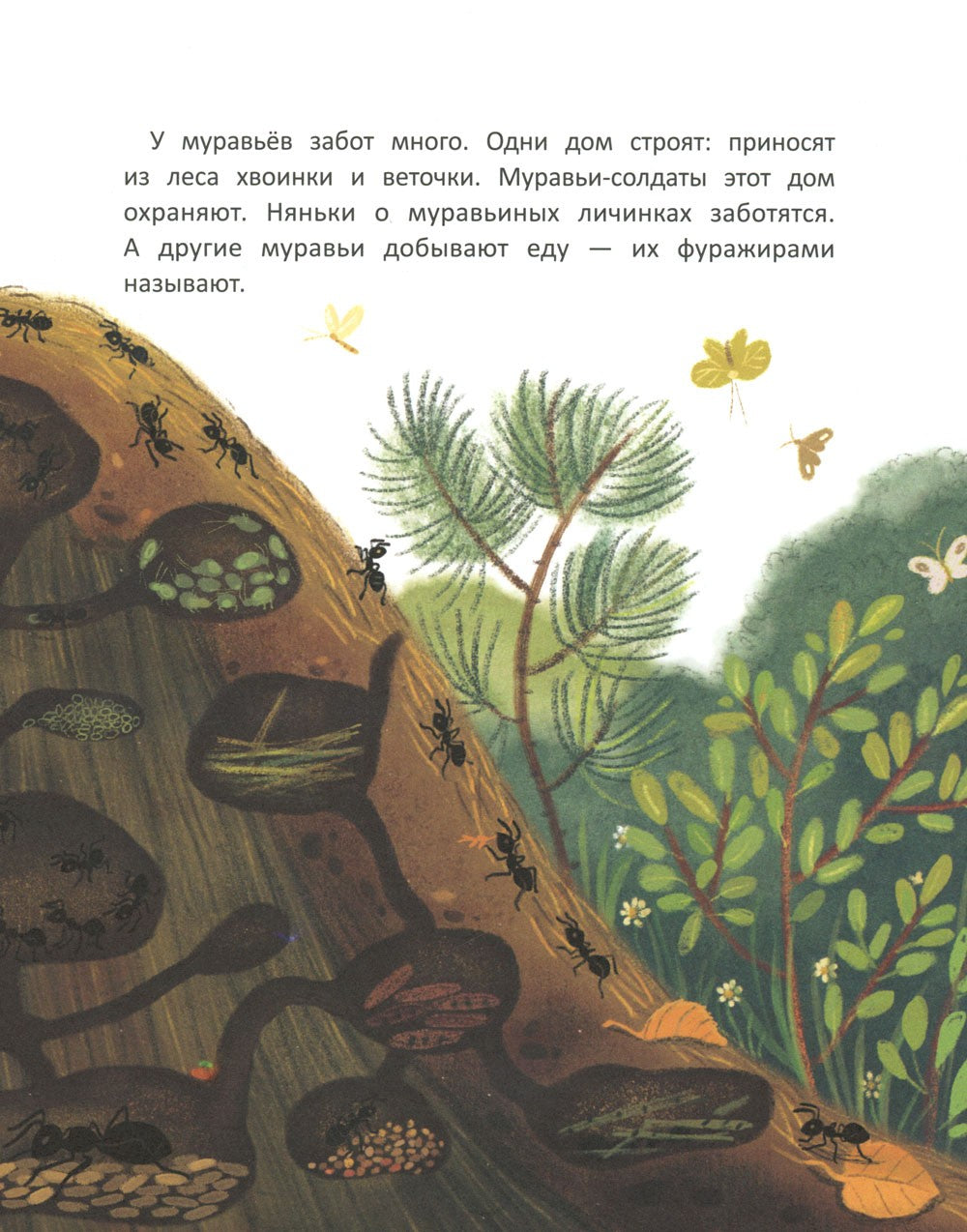 Как муравей за солнышком ходил