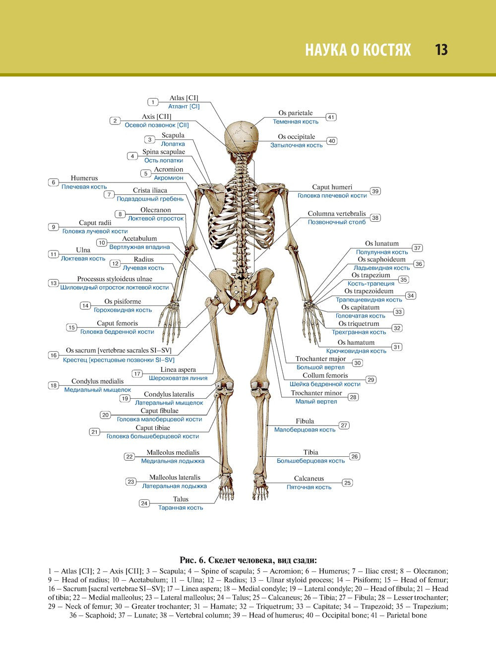 Анатомия человека. Атлас. В 3 т. Т. 1. Остеология, артросиндесмология, миология