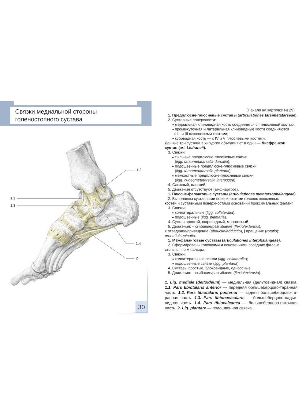 Визуальная анатомия человека. Артросиндесмология: Учебное пособие (карточки 3...