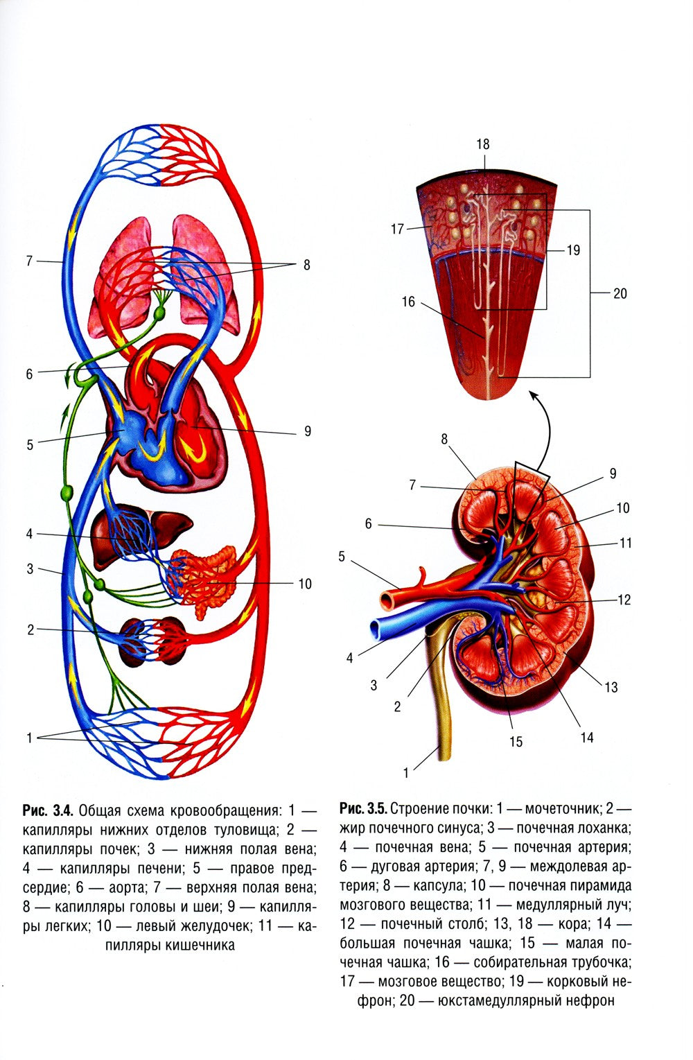 Детская анестезиология и реаниматология, основы помощи при неотложных состоян...