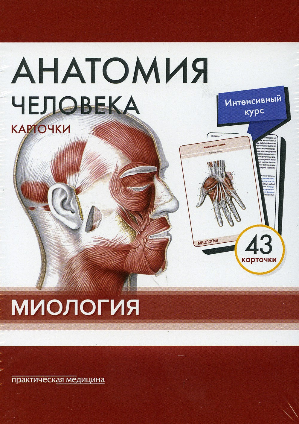 Анатомия человека: карточки (43 шт). Миология: Учебное пособие