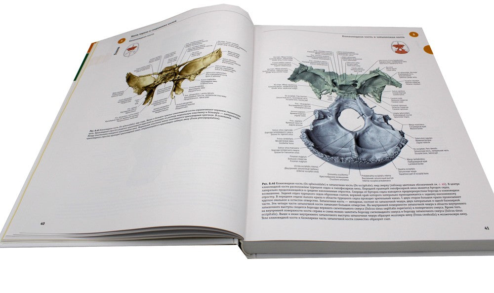 Sobotta. Атлас анатомии человека. В 3 т. Т. 3: Голова, шея и нейроанатомия. 2...
