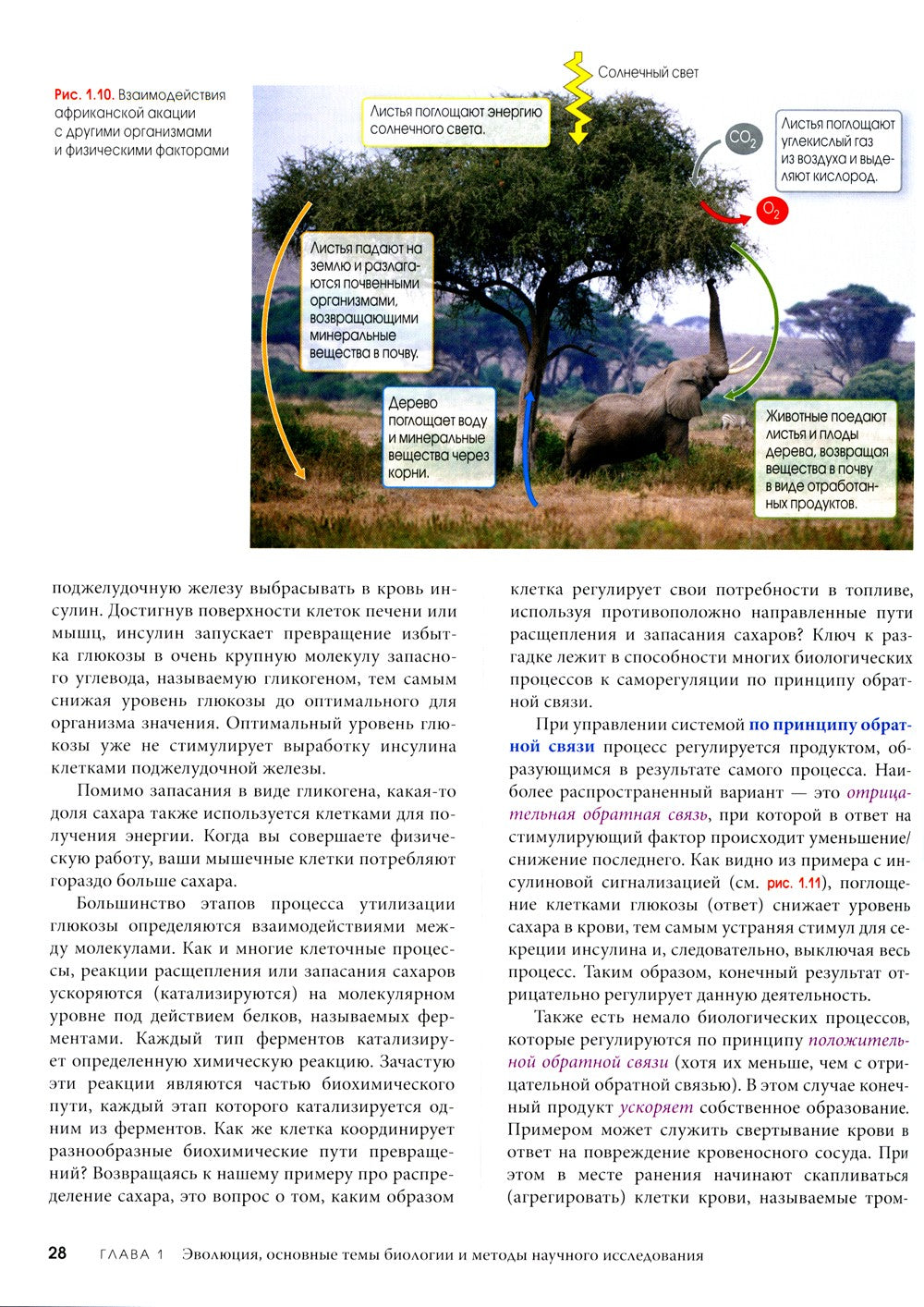 Биология Campbell. В 3 т. Т. 1. Химия жизни. Клетка. Генетика