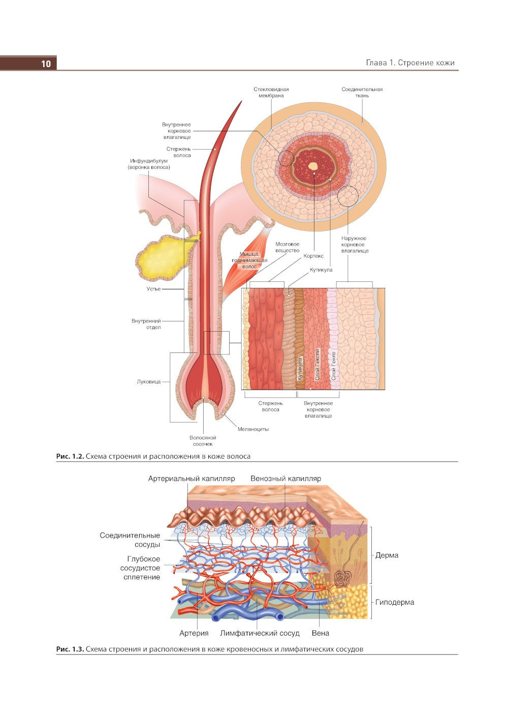 Иллюстрированное руководство по дерматологии. Для подготовки врачей к аккреди...