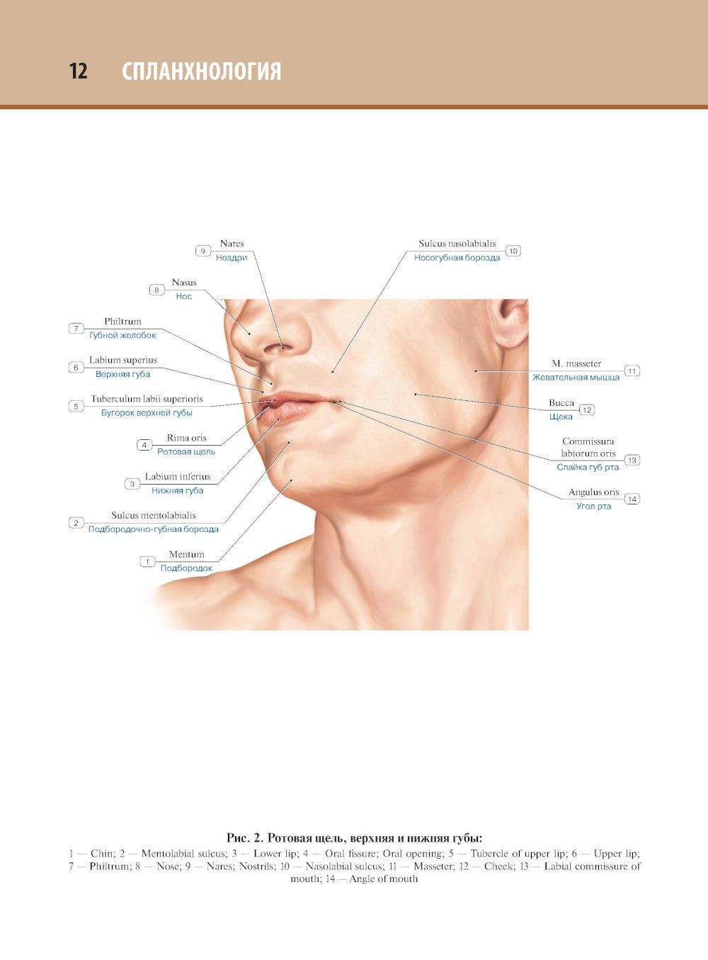 Анатомия человека: атлас: В 3 т. Т. 2. Спланхнология
