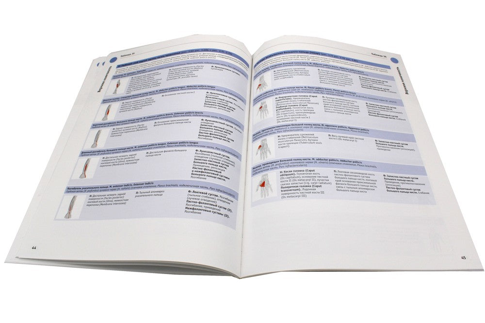 Sobotta. Таблицы мышц, суставов и нервов