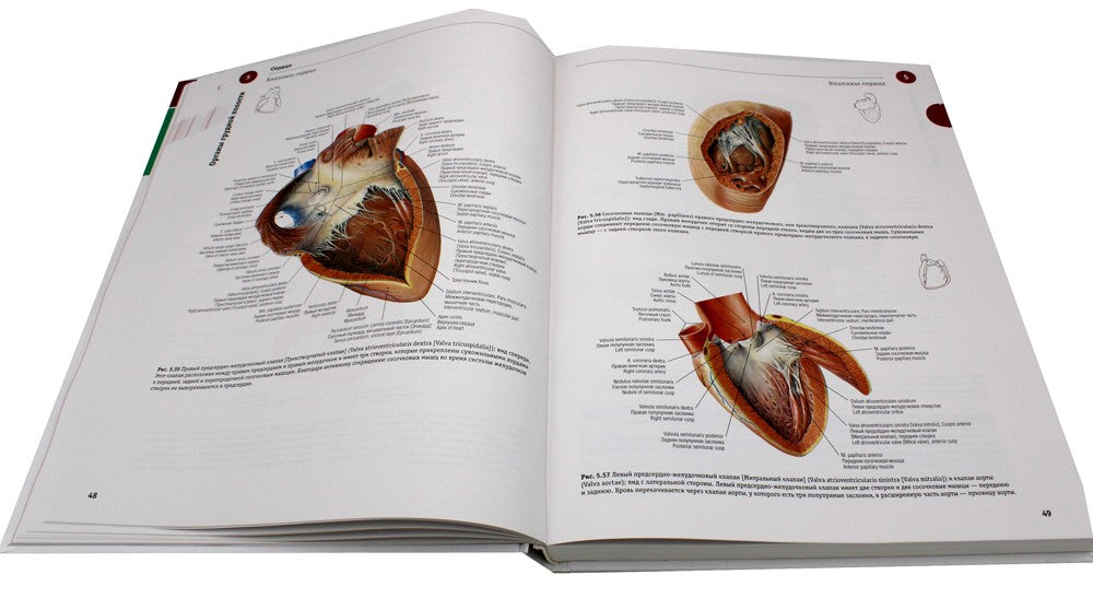 Sobotta. Атлас анатомии человека. В 3 т. Т. 2: Внутренние органы. 2-е изд