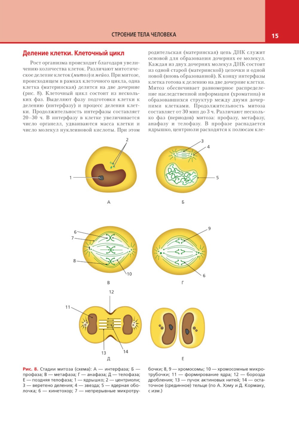 Анатомия и физиология человека: атлас