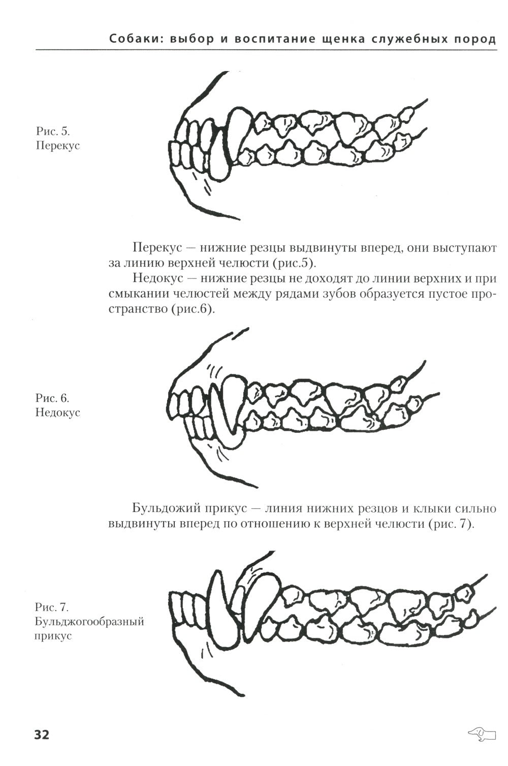 Собаки: выбор и воспитание щенка служебных пород