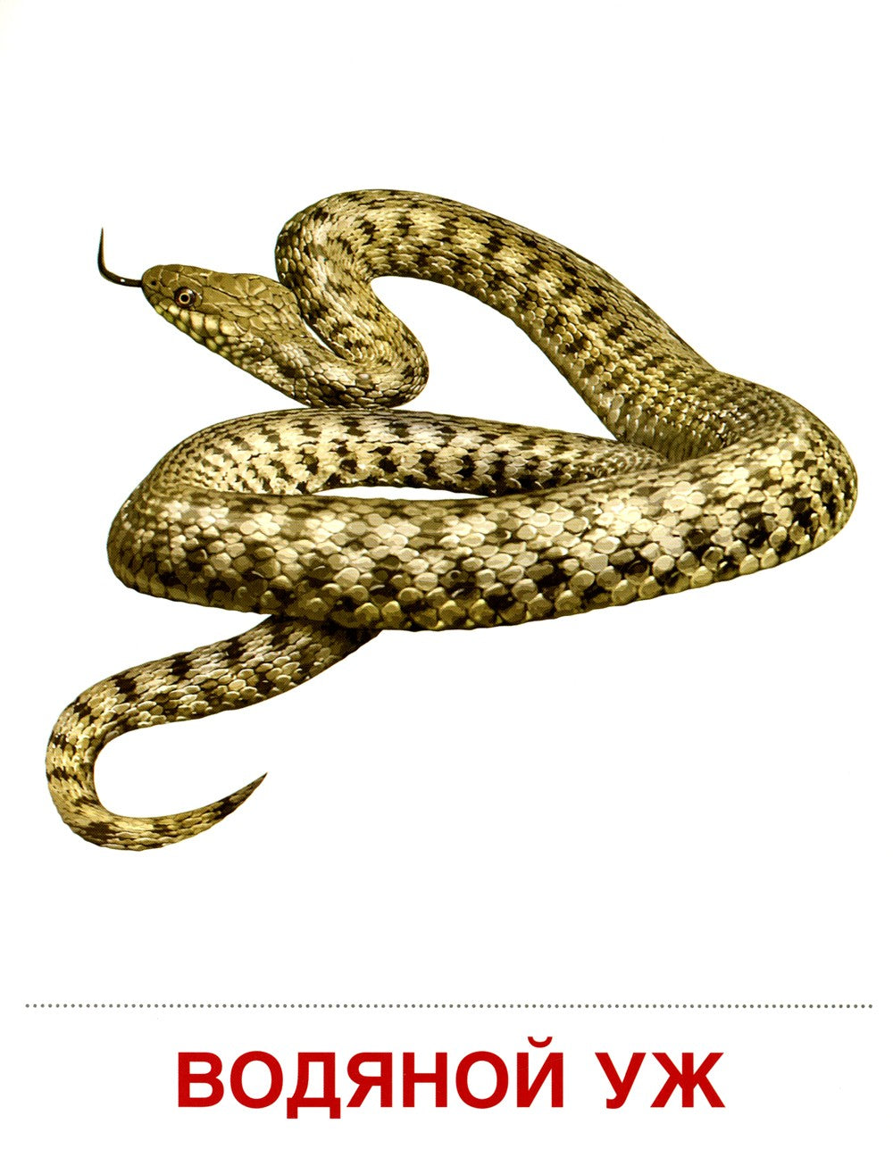 Демонстрационные картинки. Обитатели рек и озер: 16 демонстрационных картинок...