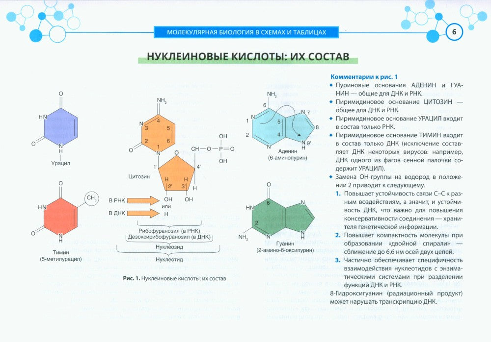 Молекулярная биология в схемах и таблицах