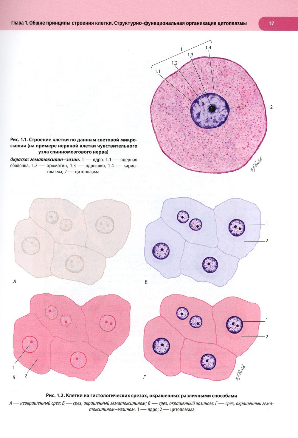 Атлас по гистологии, цитологии и эмбриологии : Учебное пособие