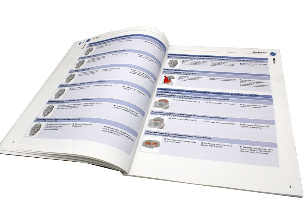 Sobotta. Таблицы мышц, суставов и нервов