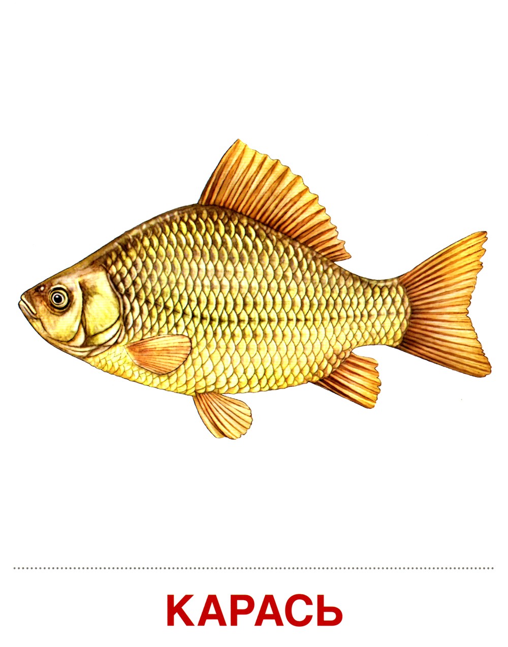 Демонстрационные картинки. Обитатели рек и озер: 16 демонстрационных картинок...