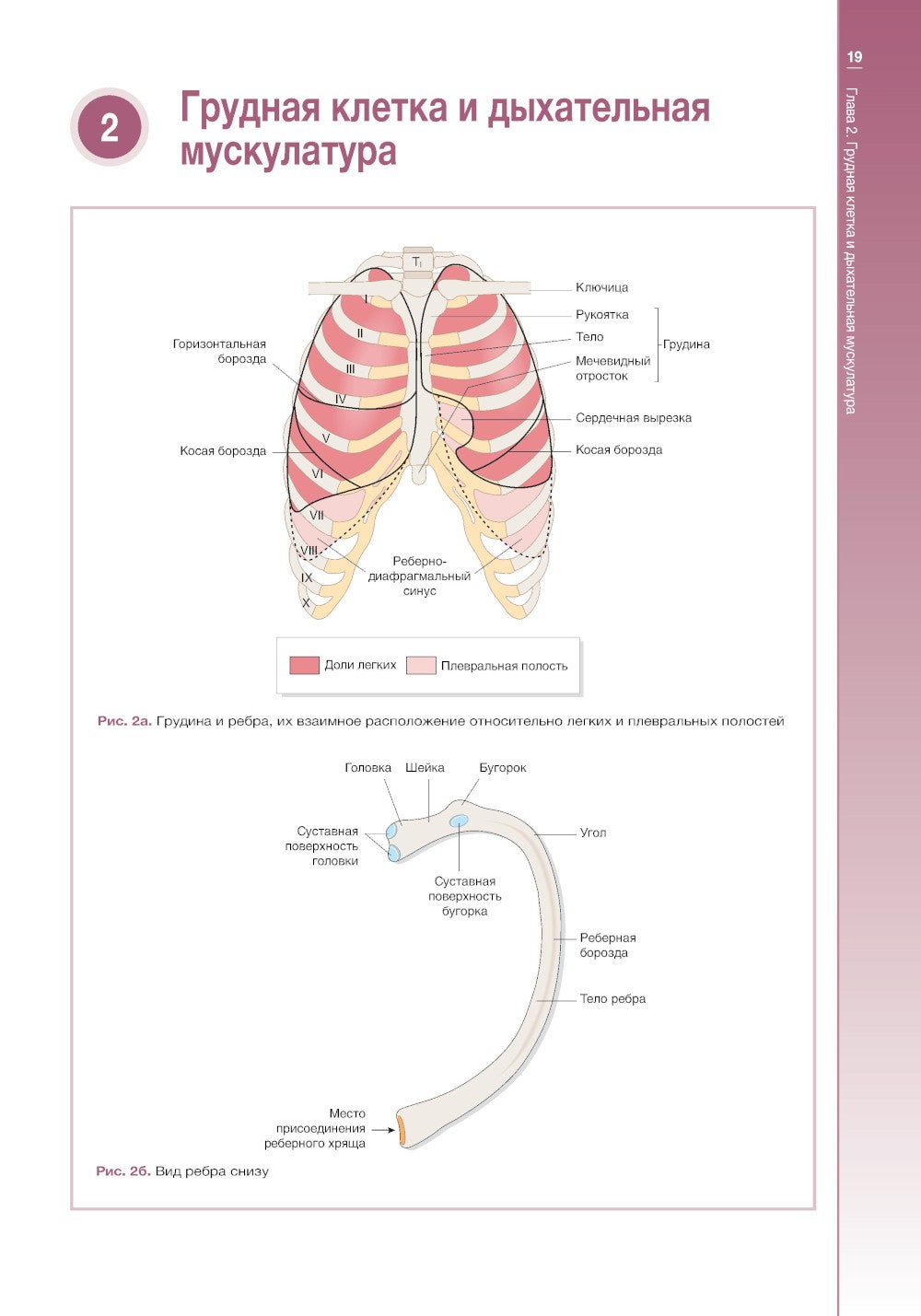 Наглядная пульмонология. 2-е изд