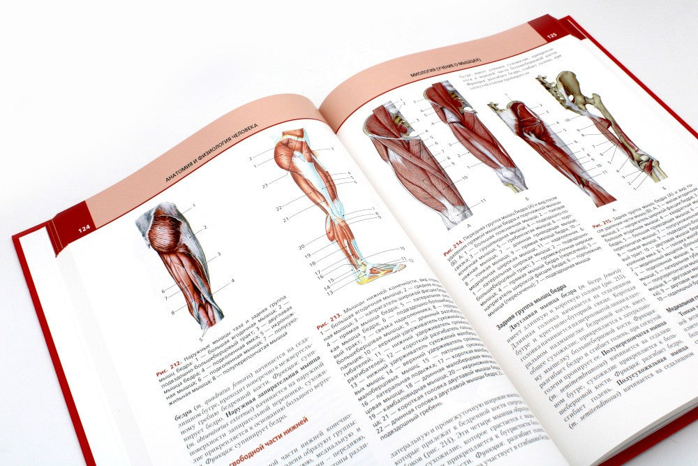 Анатомия и физиология человека: атлас