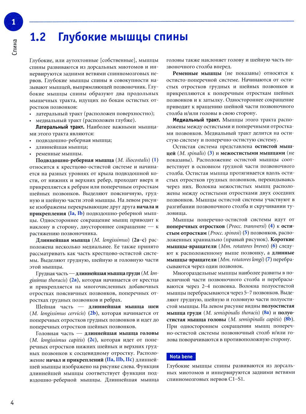 Sobotta. Рабочая тетрадь по анатомии человека