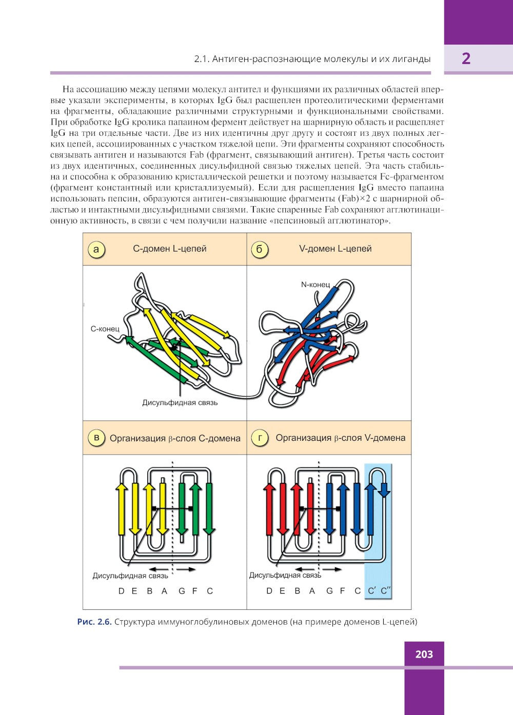 Иммунология. Атлас. 3-е изд., обновл