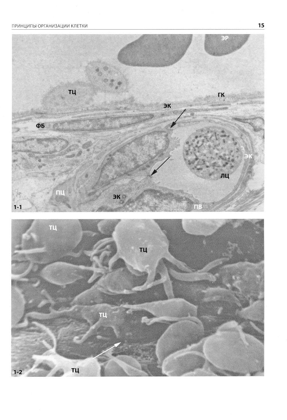 Цитология. Функциональная ультраструктура клетки. Атлас: Учебное пособие